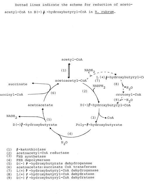 Fig. 1.6 The metabolism of poly-P-hydroxybutyrate in Azotobacter 