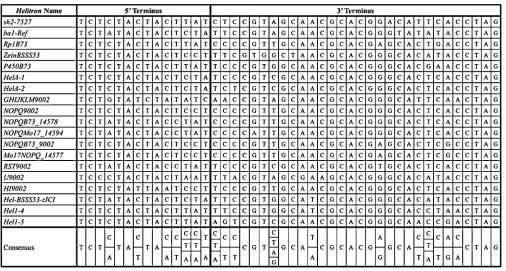 Figure 1 Sequence alignment of the terminal ends of maize(Center and right) Multiple sequence alignment of the conserved 5the database search for other2005),et al