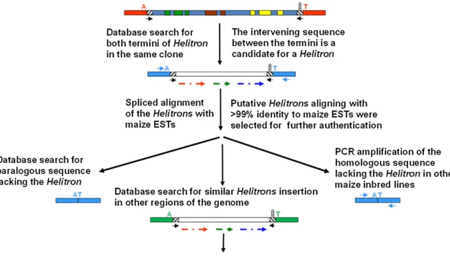 Figure 2 Strategy used to discover maizesequence. The A and T nucleotides immediatelyﬂ Heli-trons and analysis of their captured gene ex-pression
