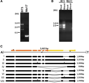 Figure 3 Genomic and RT331extracted from different maize inbred lines using primers,H31-1F and H31-1R,ampliB73 and Mo17 using primers, H31E1F and H31E7R