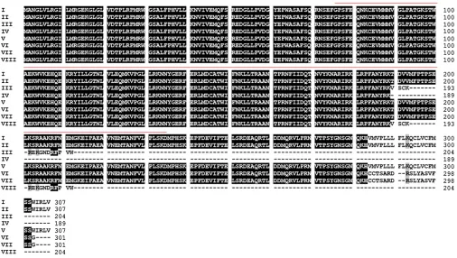 Figure 4 Protein alignment of alternatively spliced transcripts of Hel1-331. Alignment of the deduced protein sequences of Helitron Hel1-331 tran-scripts are displayed in Figure 3C