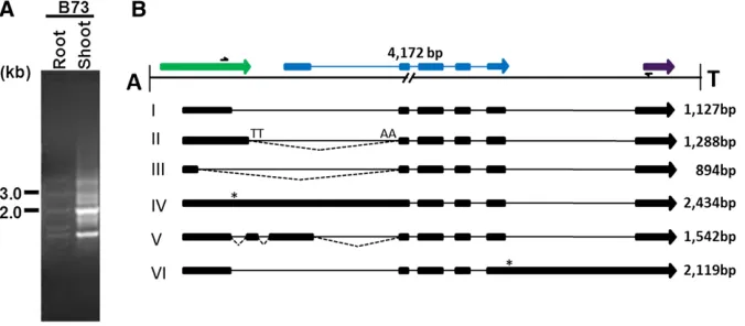 Figure 5 Expression analysis ofThe sizes of the RTon the right. The captured gene fragments ofproteins, gi: 212275660, gi: 242041151, andgi: 195657737 are displayed in green, blue,and lines denote exons and introns, respec-tively