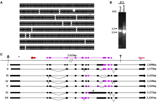 Figure 6 Molecular and sequence analysis ofacceptor sites are joined by dashed lines. The gene fragments of proteins, gi: 242043402, 242094646, and 29333527, are color coded in red, fuchsia,and pink, respectively