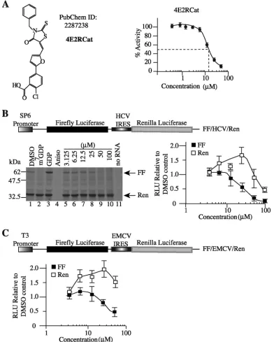 FIG. 1. Inhibition of cap-dependent translation by 4E2RCat. (A) Schematic diagram illustrating the structure of 4E2RCat