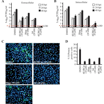 FIG. 4. Inhibition of coronavirus replication by 4E2RCat. (A) Coronavirus replication is eIF4F dependent
