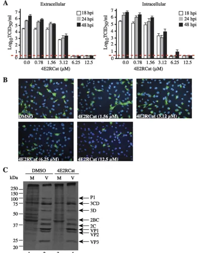 FIG. 5. Effects of 4E2RCat on coronavirus infection. (A) 4E2RCat inhibits coronavirus replication in a dose- and time-dependent manner.Following the exposure of HCoV-229E-infected L132 cells to the indicated concentrations of 4E2RCat for the indicated periods of time, infectious