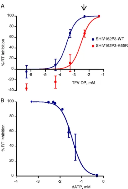 FIG. 7. Phenotypic reversion of SHIVSF162P3 susceptibility toTFV-DP occurs at high dATP/TFV-DP ratios