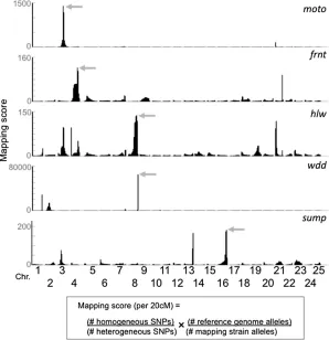 Figure 1 Mapping zebrathe highest mapping score in the genome (shaded arrows)was subsequently conscore is calculated as the ratio of homogeneous to hetero-geneous SNPs, multiplied by the ratio of reference allelesto mapping strain alleles in sliding window