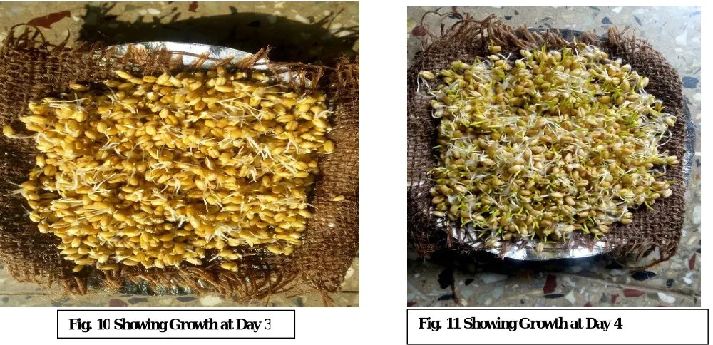 Fig. 9 Showing Growth at Day 2 