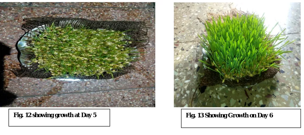 Fig. 12 showing growth at Day 5 