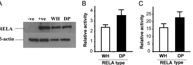 FIG. 2. Effect of polymorphic RELA on basal NF-�RELAwarthog (WH) or domestic pig (DP)luciferase activity relative to that of the empty vector normalized to cotransfected TK-Renilla luciferase activity