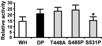 FIG. 3. Induction of RELAacetate (PMA; 20 mM), and hydrogen peroxide (10ng/ml), lipopolysaccharide (LPS; 10after and for the duration of the transfection