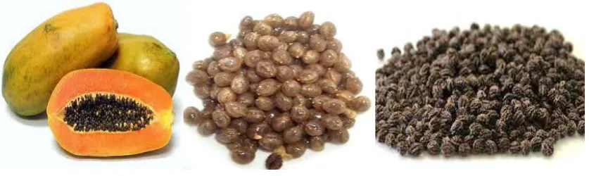 Figure 1.  Carica papaya L. fruit (left), seed (middle) and dry seed (right) 