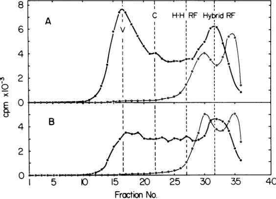 FIG. 5.MCi/ml,5A,HankswithtsWheatGradientsincomplementaryCsS04, the as Isopycnic gradient centrifugation of heat-denatured [3H]BUdR-substituted wild-type RF DNA (Fig