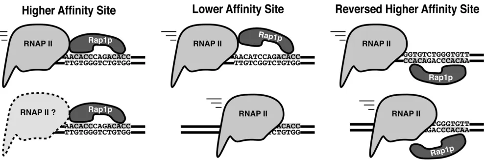 Figure 8 Model of Rap1p-mediated down-regulation of gene expression. (Left) High-af(Middle) Lower-afmake Rap1p susceptible to displacement by RNAP II because the second Myb domain lacks the additional contacts provided by the C terminus of theﬁnity site in
