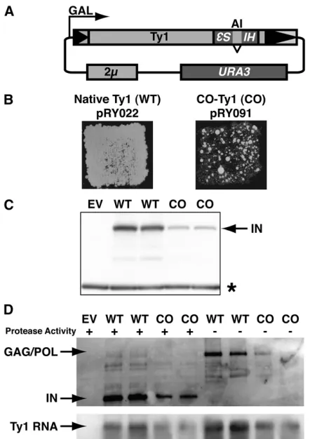 Figure 1 Functional and biochemical characterization of CO-Ty1. (A)CO-Ty1 with and without a protease inactivating in-frame linker insertion(MonokianWTp, pRY159; COp, pRY160
