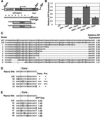 Figure 4 Functional characterization and map-ping of critical 70-bp sequence in GFP. (A) GFPreporter construct used for GFP-70WT and GFP-70CO analysis