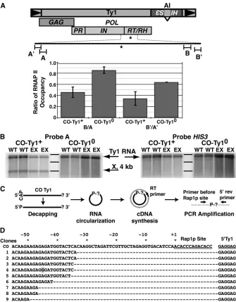 Figure 7 Rap1p blocks elongation and produ-9 label the sequences of nine X RNA molecules after undergoing the cRT and corresponding numbers indicate the distance before the start of the Rap1p end of the Ty1 message