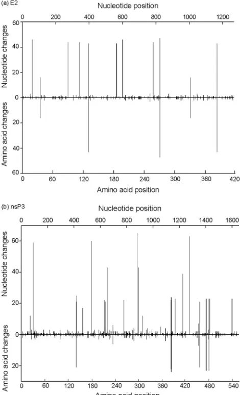 FIG. 1. Distribution of variable sites across the E2 (a) and nsP3 (b)nucleotide and amino acid sequences of Ross River virus.