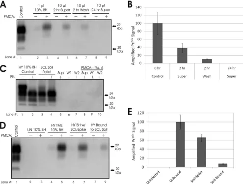 FIG. 2. Sorption of HY TME to silty clay loam (SCL) soil inhibits PMCA replication. (A and B) Western blot (A) and quantiﬁcation (B) ofPMCA reaction mixtures seeded with supernatants or washes of HY TME incubated with SCL soil for 2 or 24 h