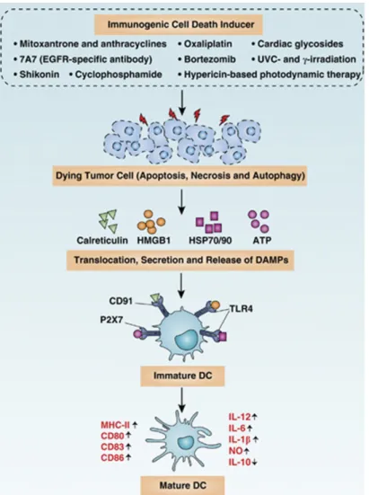 Figure 2. DAMPs implication on ICD. Cancer cells responding to ICD inducers by the exposure and  release  of  CRT,  HSP70/HSP90,  ATP  and  HMGB1