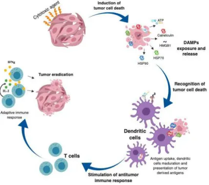 Figure 3. Establishment of the antitumor immune response by ICD. The induction of ICD leads to the  recruitment of dendritic cells, then the apoptotic bodies are phagocytosed, and the antigens derived  from tumors are processed and presented together with 