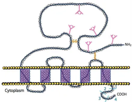 Figure 6. Structure of CD47. The figure shows the extracellular IgV domain, with its 5 glycosylation  sites (in pink), followed by the 5 transmembrane segments (MMS) (in purple), disulfide bonds (s-s in  orange) and finally the carboxyl terminal cytoplasmi