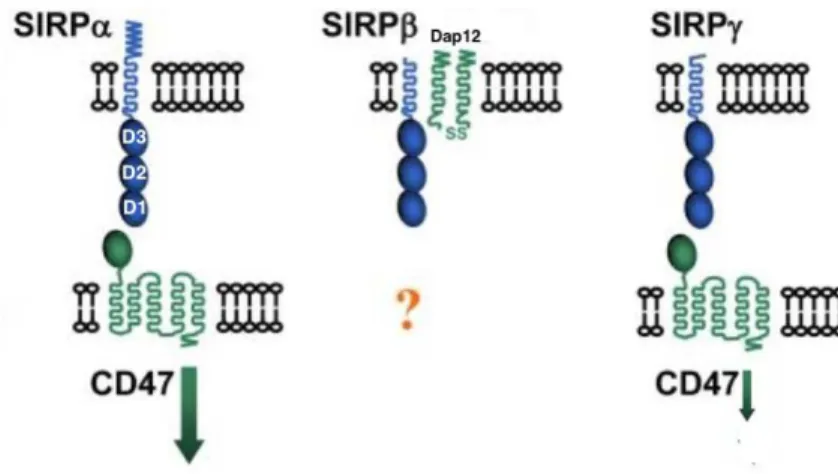 Figure  7.  Interactions  of  SIRPs  with  CD47.  The  forms  of  SIRP  have  three  Ig-like  domains  (blue  ovals), of which only the D1 domain of SIRPα and SIRPγ interact with the Ig domain (green oval) of  CD47, inducing signals of activation (green ar