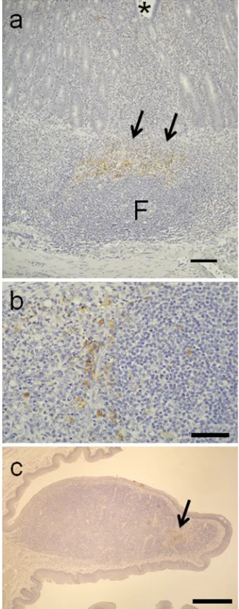 FIG. 2. Histopathologic ﬁndings in ferrets infected with theUT3062 virus via the digestive route
