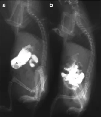 TABLE 2. Virus titers of hamster tissues infected with H5N1 viruses