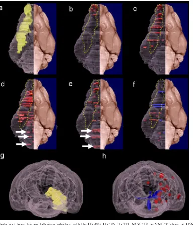 FIG. 3. Distribution of brain lesions following infection with the HK483, HK486, HK213, NCVD18, or VN1204 strain of H5N1 virus