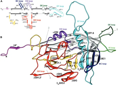 Fig. S1 in the supplemental material). This would also explainwhy the estimated molecular mass of the BmDNV-1 capsidprotein was somewhat lower than expected