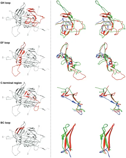 FIG. 3. Structure comparison of loops GH, EF, BC, and the C-terminal region of BmDNV-1 with those of GmDNV and PstDNV