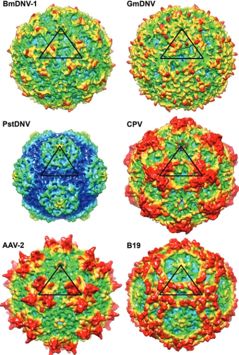 FIG. 4. Comparison of the BmDNV-1 protein capsid with those ofother parvoviruses. Surface renderings of three-dimensional electron