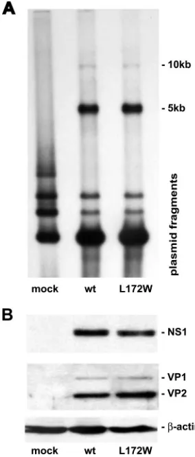 FIG. 2. Viral DNA replication and gene expression is unalteredfor the L172W MVMi mutant