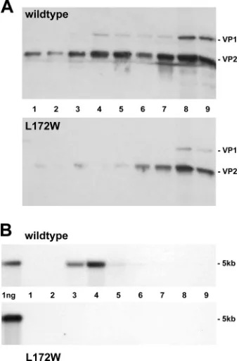 FIG. 3. The L172W MVMi mutant produces only empty particles.(A) Iodixanol gradient of wild-type (upper panel) and L172W (lower