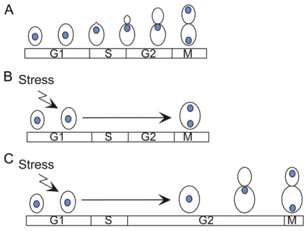 Figure 6 The morphogenesis checkpoint. (A) During an unperturbed cellBiol., 15:6 648cycle, bud formation is coincident with DNA replication, and by the timeof nuclear division, a bud is ready to receive the daughter nucleus