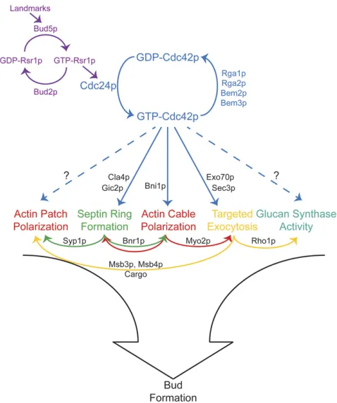 Figure 1 Morphogenetic events of the cell cycle. The fourmajor morphogenetic events are (1) polarization in lateG1, triggered by Cln1,2p-Cdc28p; (2) the apical-isotropicswitch in early G2, triggered by Clb1,2p-Cdc28p; (3)breakdown of mother-bud asymmetry i