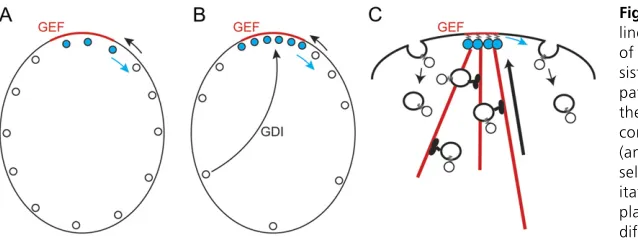 Figure 3 Cdc42p localization. A localized GEF (red(C) Cdc42p could also become concentrated at the GEF-containing patch by vesicle trafline along the cortex) can lead to local GTP loadingof Cdc42p (blue circles)