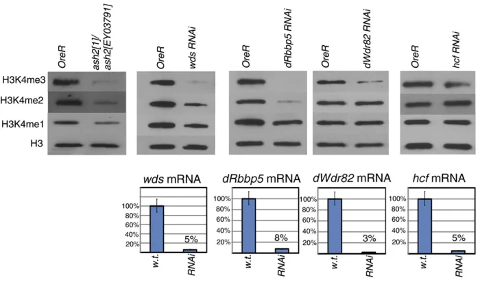 Figure 2 dSet1 mutations result in dra-matic losses of di- and trimethylatedH3K4 at multiple developmental timepoints