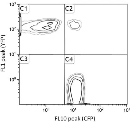 Figure 1 Measuring genotype frequencies withrescence of each bacterium was measured in the FL1 (YFP) and FL10 (CFP)channels
