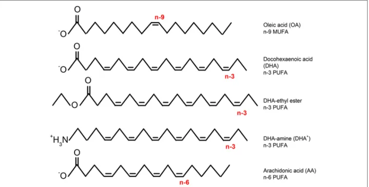 FIGURE 1 | Chemical structures of representative fatty acids (monounsaturated: n-9 MUFA, n-3, and n-6 PUFAs) and modified PUFAs (DHA-ethyl-ester DHA and DHA-amine: non-charged and permanently charged, respectively).