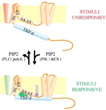 Fig. 3. Possible action of PIP2 on TRP channels. PIP2 binding close to the channel pore allows the interactions of the S4–S5 linker with the TRP domain