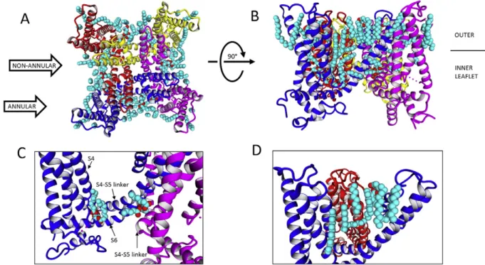 Fig. 4 shows different views of the TRPV1 channel with lipids trans- trans-ferred from the Kv1.2/Kv2.1 (paddle-chimera) Kv channel (code 2R9R) [133]