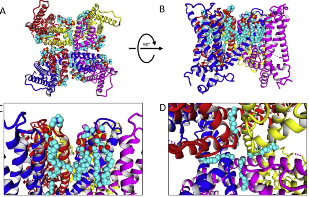 Fig. 5. TRPV1 in complex with lipids transferred from a Cav channel. A. Extracellular view of the TRPV1 showing lipids derived from the crystal (code 4MS2)