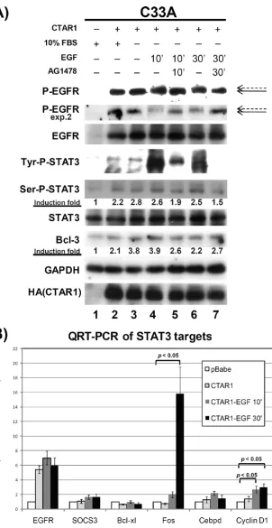 FIG. 1. LMP1-CTAR1-mediated activation of EGFR and STAT3. (A) C33A cells stably transduced with pBabe or LMP1-CTAR1 weremaintained in DMEM with 10% FBS