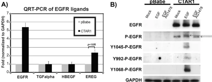 FIG. 2. LMP1 effects on EGFR ligands and phosphorylation. (A) Total RNA was extracted from serum-starved pBabe control or LMP1-CTAR1-expressing C33A cells, and QRT-PCR was performed with primers against potential EGFR ligands