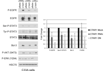 FIG. 4. LMP1-CTAR1-induced serine phosphorylation of STAT3 is dependent on PKC�LMP1-CTAR1 were transfected with pSUPER.PKCdelta.RNAi (RNAi) or PKCWhole-cell lysates were prepared and separated by SDS-PAGE for immunoblot analysis