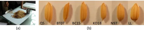 Fig. 1. (a) A conventional way (human visual) to inspect purity of rice seedsamples. (b) Six common rice seed varieties examined in this study.