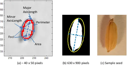 Fig. 5. Spatial feature extraction (a) on hyperspectral datacube; (b) on CCDcamera. (c) Photo of a seed sample for reference